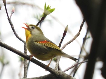 Red-billed Leiothrix 朝霧高原 Mon, 4/22/2024