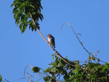 Chestnut-cheeked Starling 多摩川 Fri, 5/10/2024