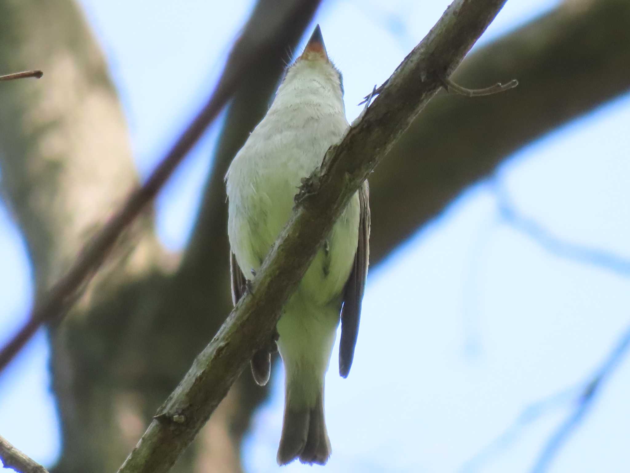 Asian Brown Flycatcher