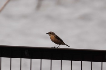 Amur Stonechat 茨戸川緑地 Sat, 4/13/2024