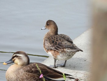 Eurasian Wigeon 打上川治水緑地 Mon, 4/29/2024