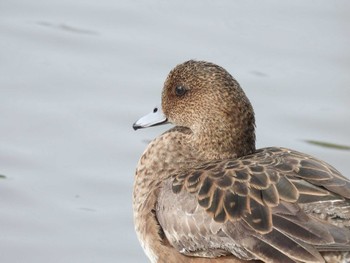 Eurasian Wigeon 打上川治水緑地 Mon, 4/29/2024