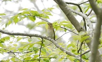 2024年5月6日(月) 函館市 市民の森の野鳥観察記録