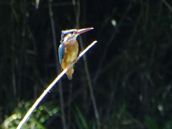 Common Kingfisher Maioka Park Fri, 5/10/2024