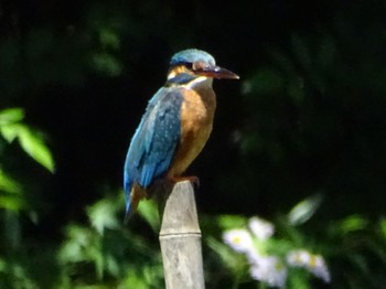 Common Kingfisher Maioka Park Fri, 5/10/2024