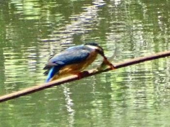 Common Kingfisher Maioka Park Fri, 5/10/2024