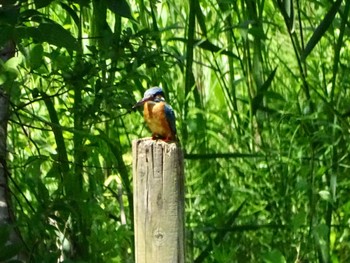 Common Kingfisher Maioka Park Fri, 5/10/2024