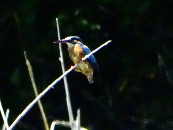 Common Kingfisher Maioka Park Fri, 5/10/2024