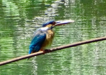 Common Kingfisher Maioka Park Fri, 5/10/2024