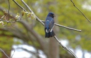 2024年5月6日(月) 北海道 函館市 見晴公園の野鳥観察記録