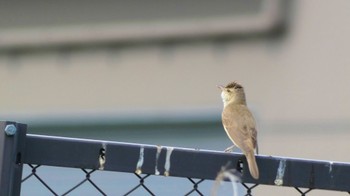 Oriental Reed Warbler 奈良市水上池 Sun, 4/28/2024