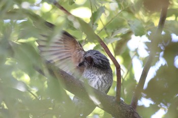 Brown-eared Bulbul 大阪府高槻市 Sat, 11/25/2023