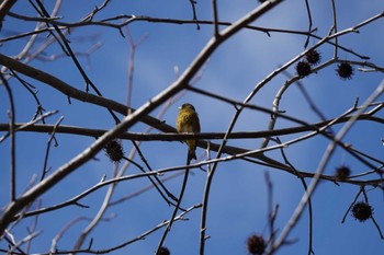 Grey-capped Greenfinch 万博記念公園 Sat, 3/2/2024