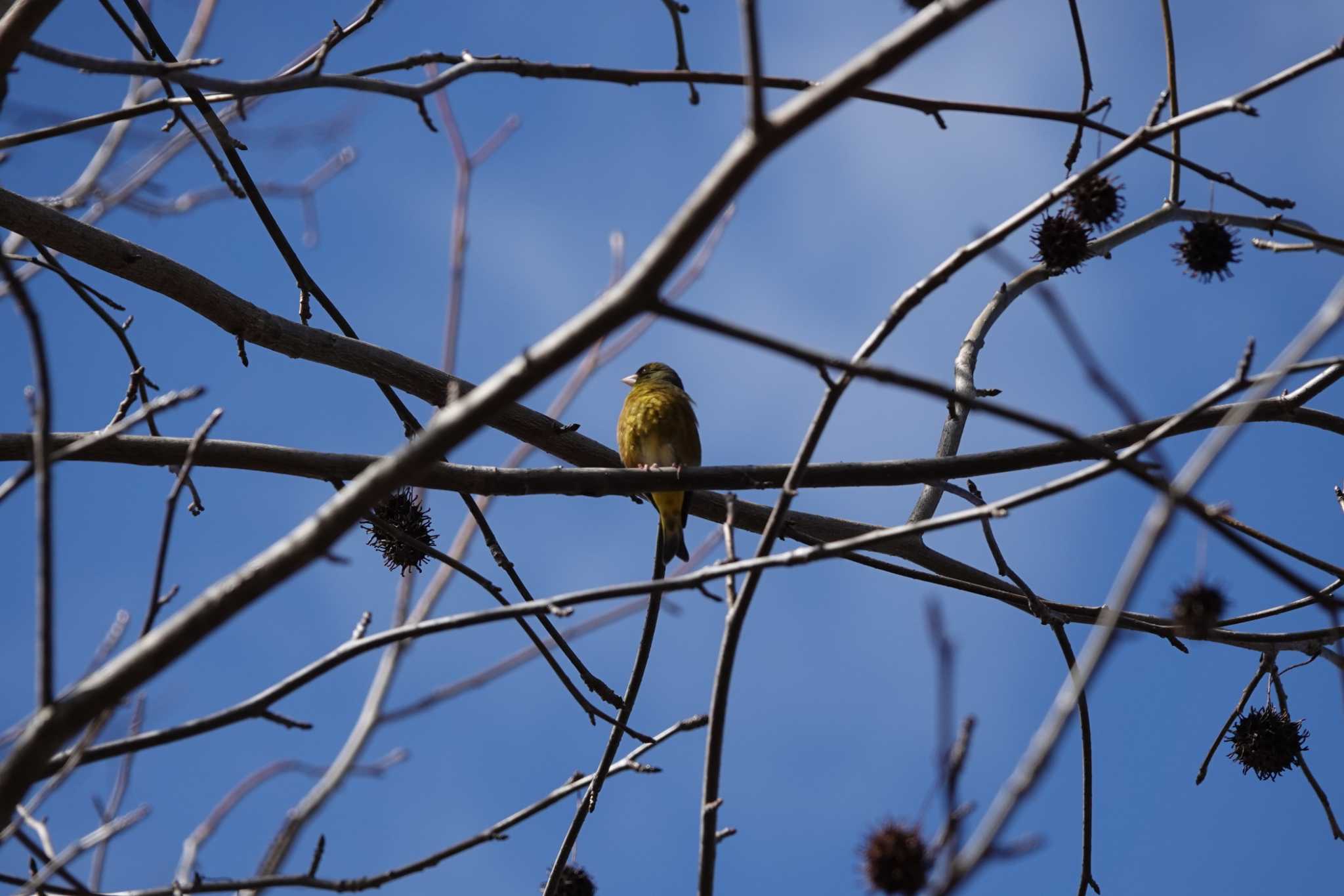 Photo of Grey-capped Greenfinch at 万博記念公園 by ゆかゆ