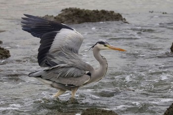 Grey Heron Tokyo Port Wild Bird Park Sat, 4/27/2024