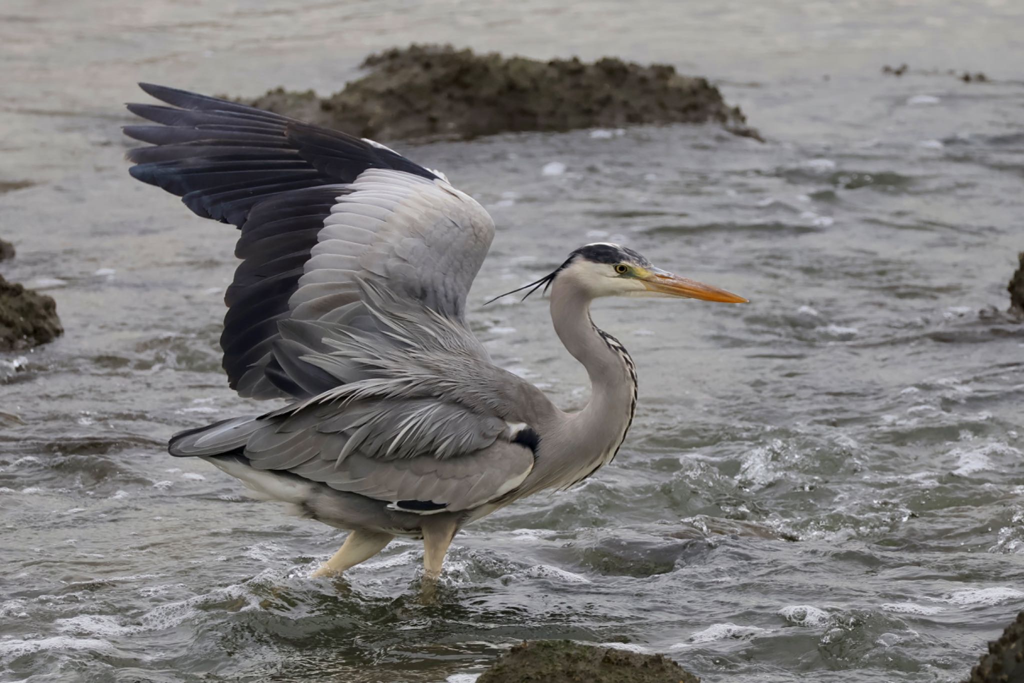 Grey Heron