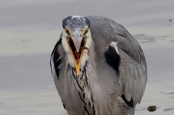 Grey Heron Tokyo Port Wild Bird Park Sat, 4/27/2024