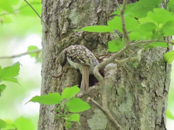 Eurasian Treecreeper 荒沢湿原 Mon, 5/6/2024