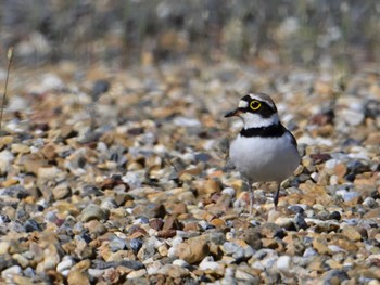 Little Ringed Plover 平城宮跡 Sun, 5/5/2024