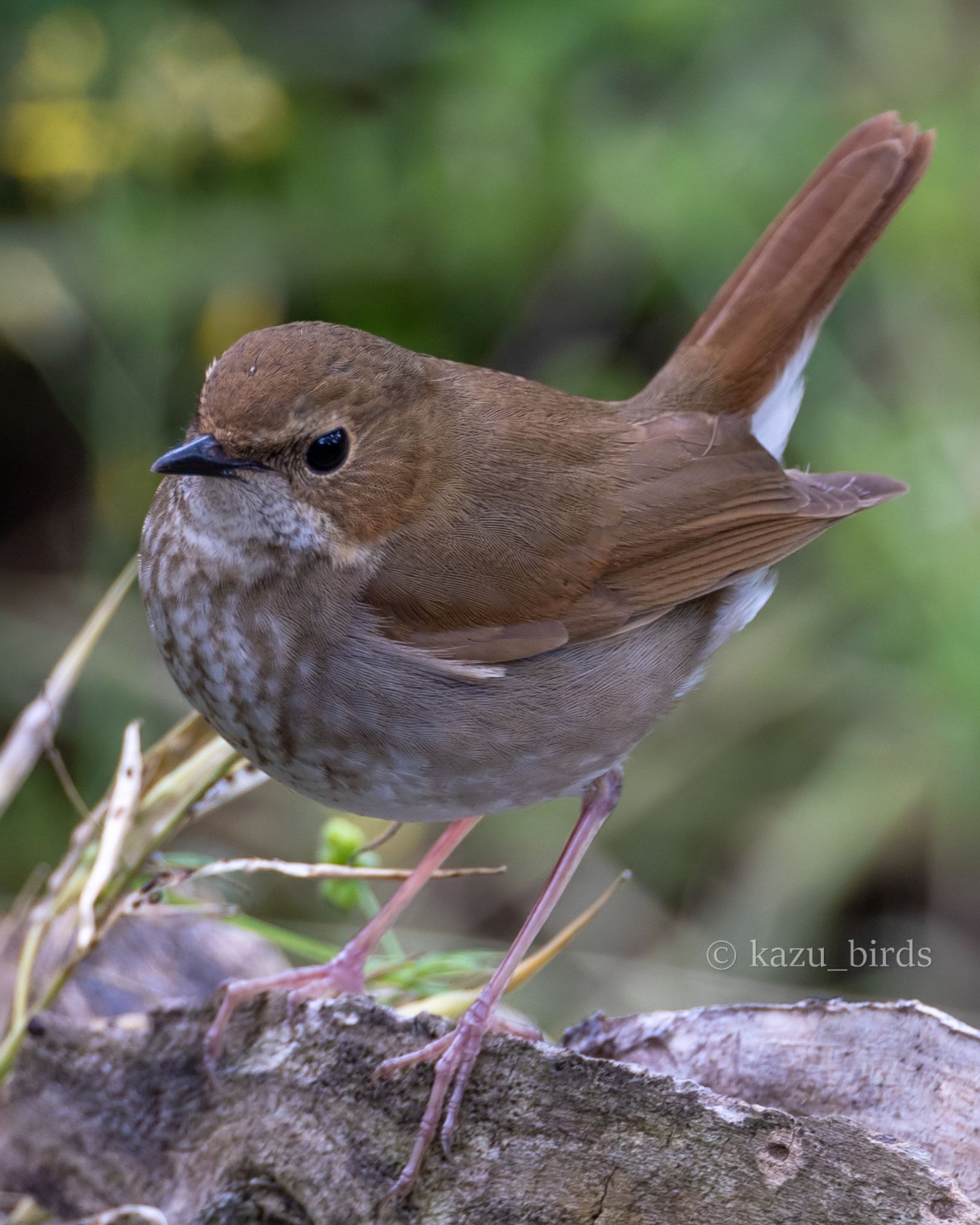 Photo of Rufous-tailed Robin at 長崎 by アグリ