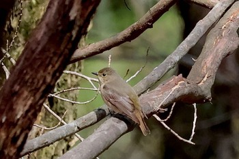 Narcissus Flycatcher Yanagisawa Pass Thu, 5/2/2024