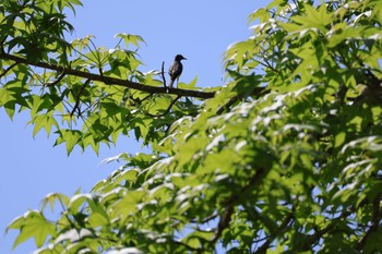 キセキレイ 修善寺 虹の郷 2024年4月28日(日)