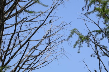 2024年4月28日(日) 修善寺 虹の郷の野鳥観察記録