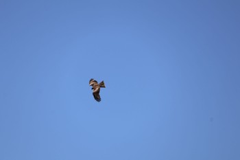 Black Kite 修善寺 虹の郷 Sun, 4/28/2024