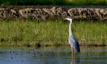 Grey Heron 磐田大池 Sat, 5/4/2024