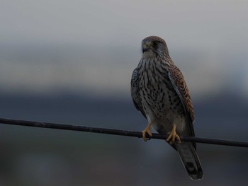 Common Kestrel Unknown Spots Wed, 12/5/2018