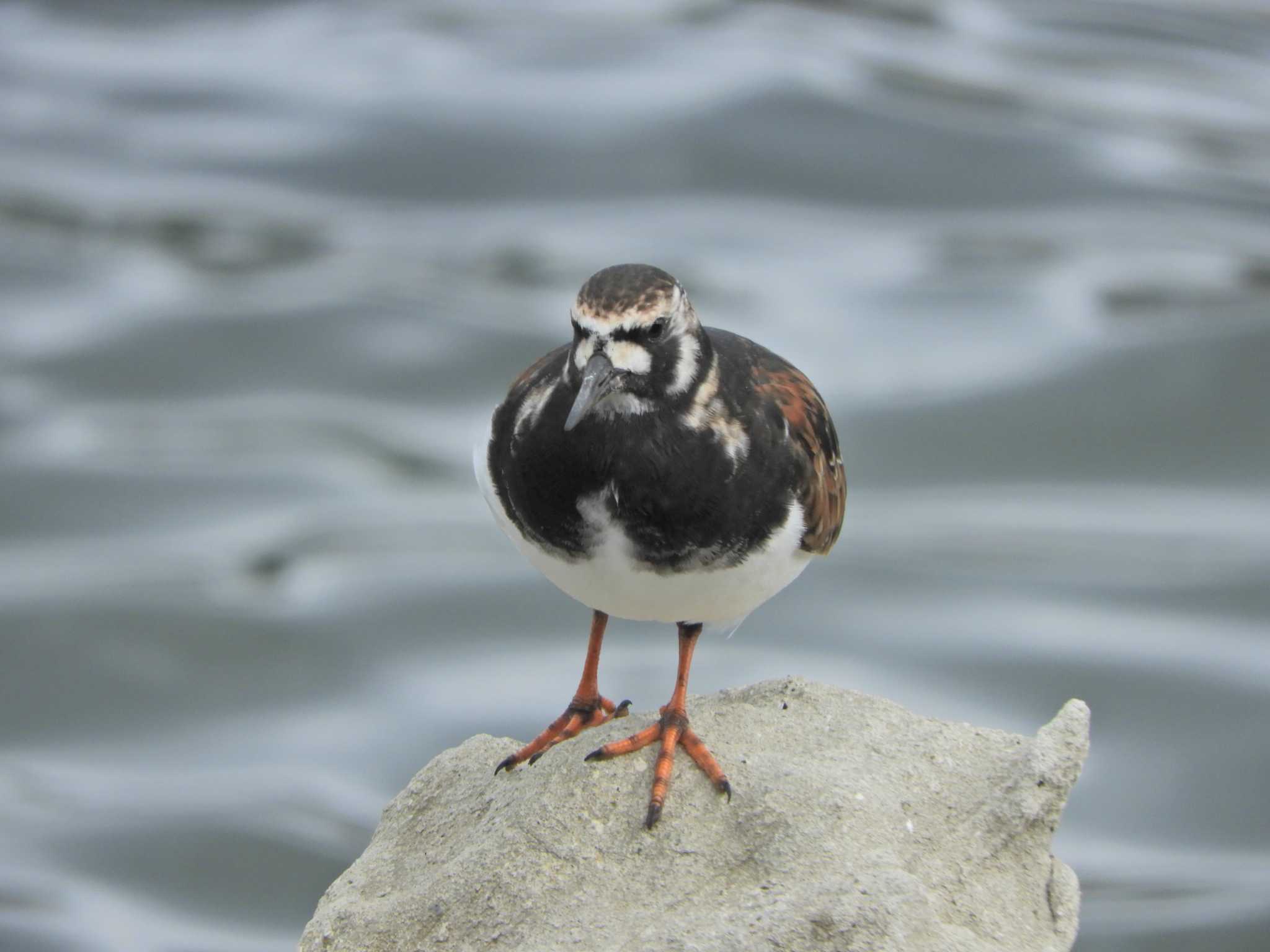 Ruddy Turnstone