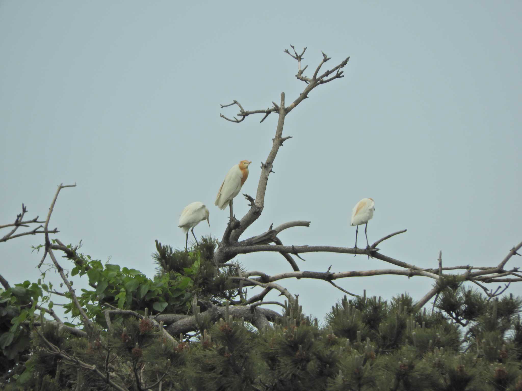 Eastern Cattle Egret