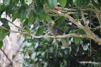 Brown-eared Bulbul 御殿場市 Sun, 4/7/2024