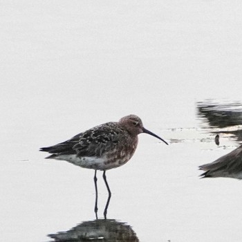 Curlew Sandpiper Bang Pu Recreation Center Thu, 5/2/2024