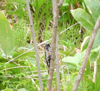 Japanese Pygmy Woodpecker(seebohmi) 函館市 市民の森 Sun, 5/5/2024