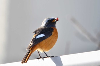 Tue, 1/1/2019 Birding report at Kabukuri Pond