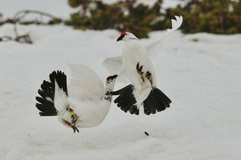 Rock Ptarmigan Unknown Spots Mon, 4/22/2024