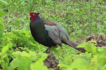 Green Pheasant 埼玉県所沢市 Thu, 5/9/2024