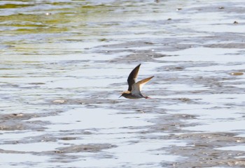 2024年5月10日(金) 葛西臨海公園の野鳥観察記録