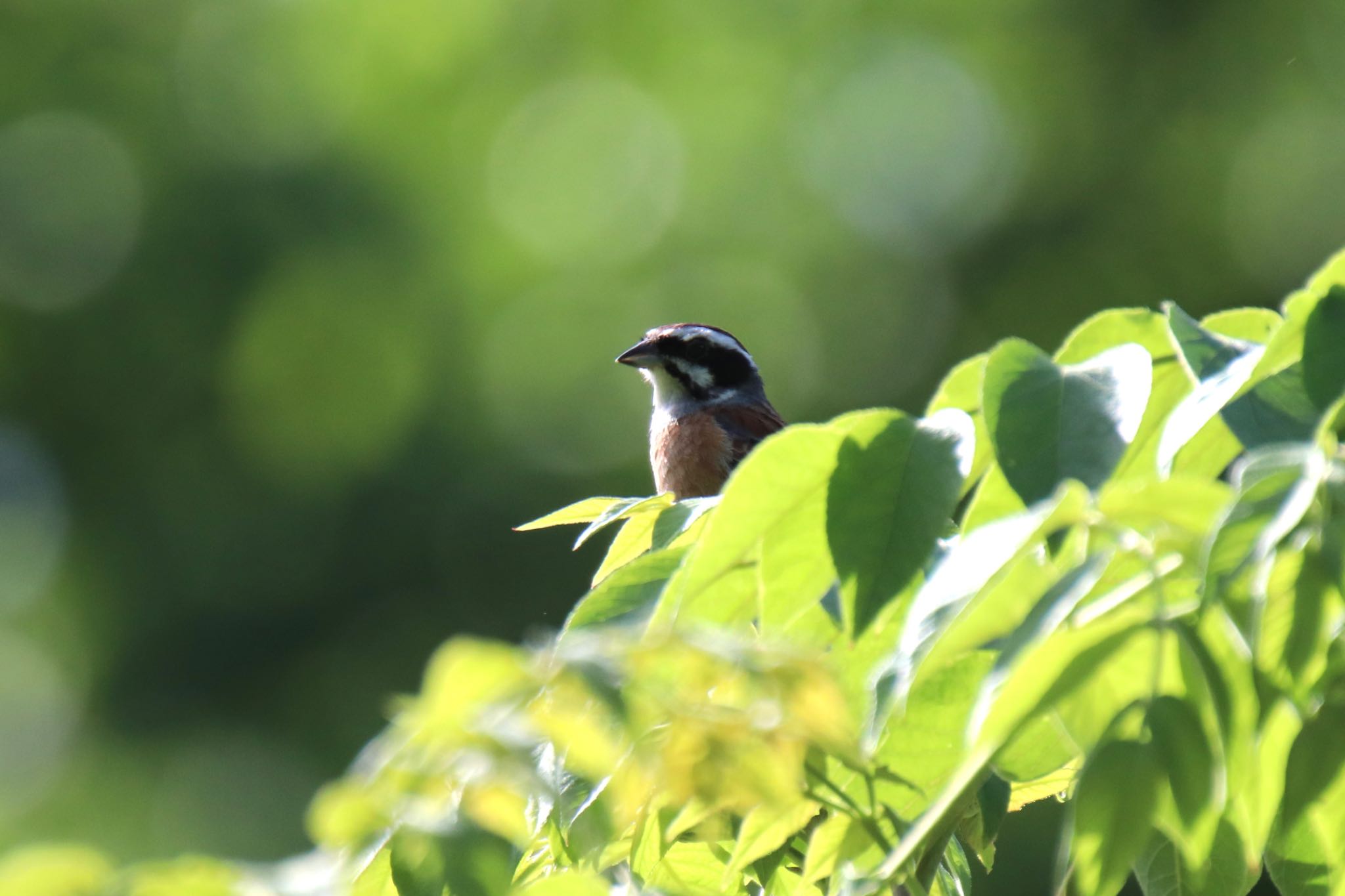 新治市民の森 ホオジロの写真 by Jiateng 三保