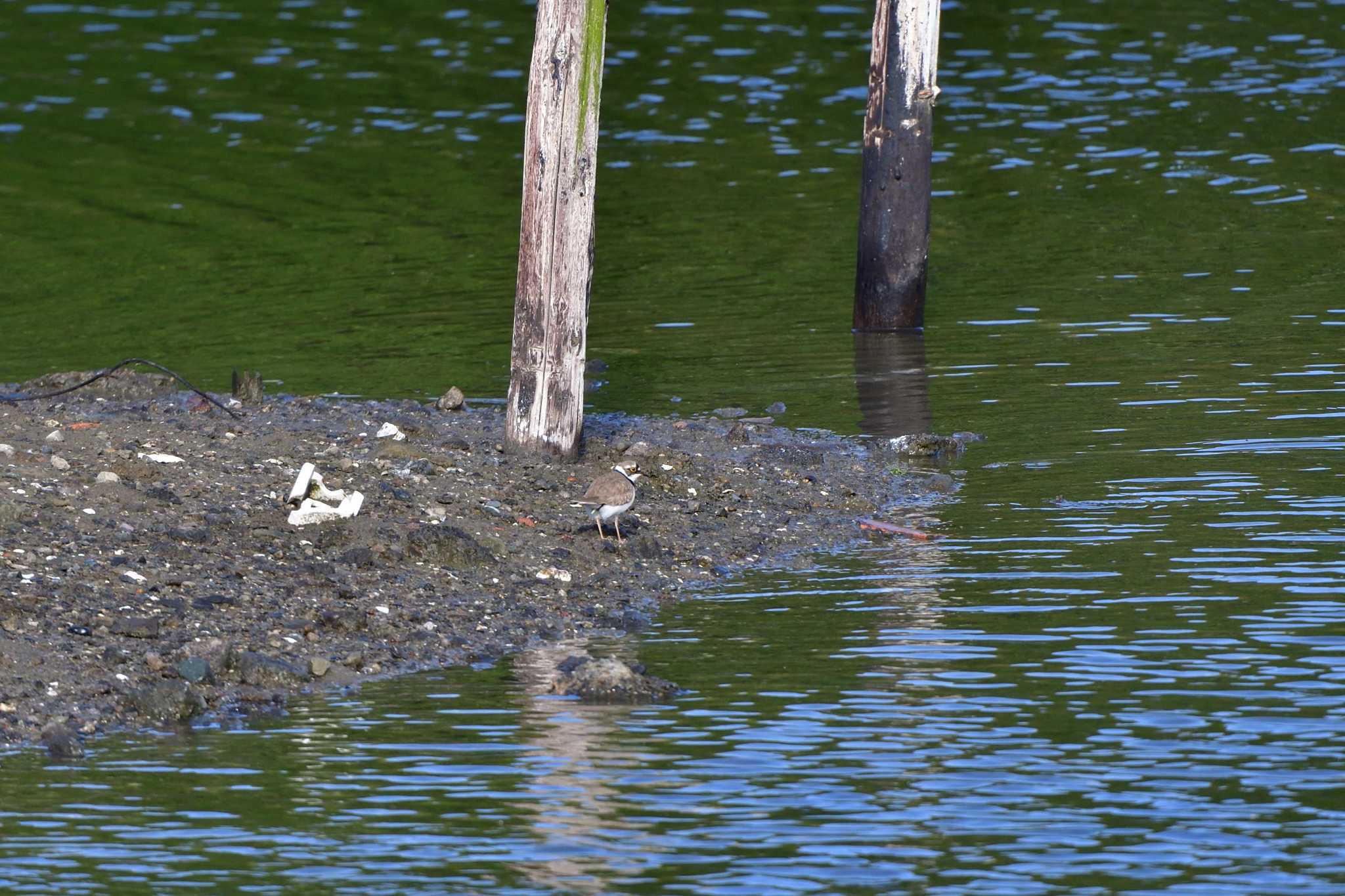 Little Ringed Plover