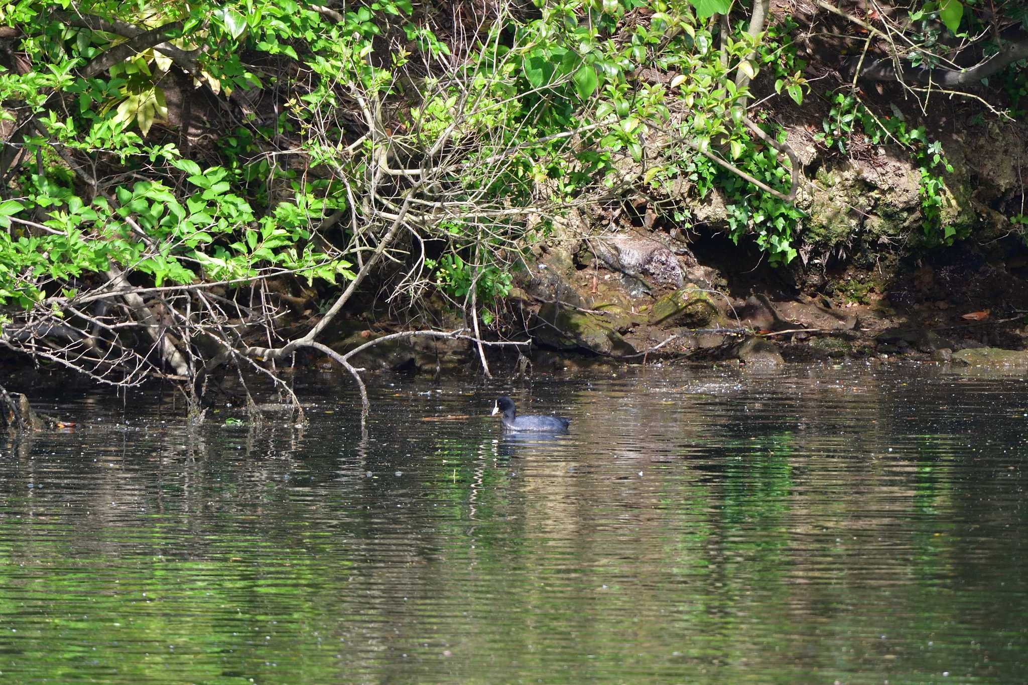 Eurasian Coot