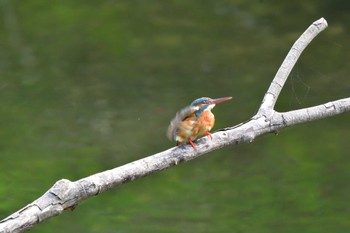 Common Kingfisher Nagahama Park Sat, 5/11/2024