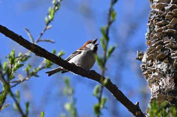 Russet Sparrow 湯ノ湖 Sat, 5/4/2024