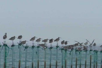 Eurasian Whimbrel Sambanze Tideland Unknown Date