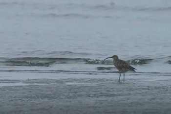 チュウシャクシギ ふなばし三番瀬海浜公園 撮影日未設定