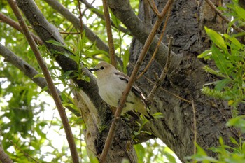 Chestnut-cheeked Starling 東区近郊 Sat, 5/11/2024