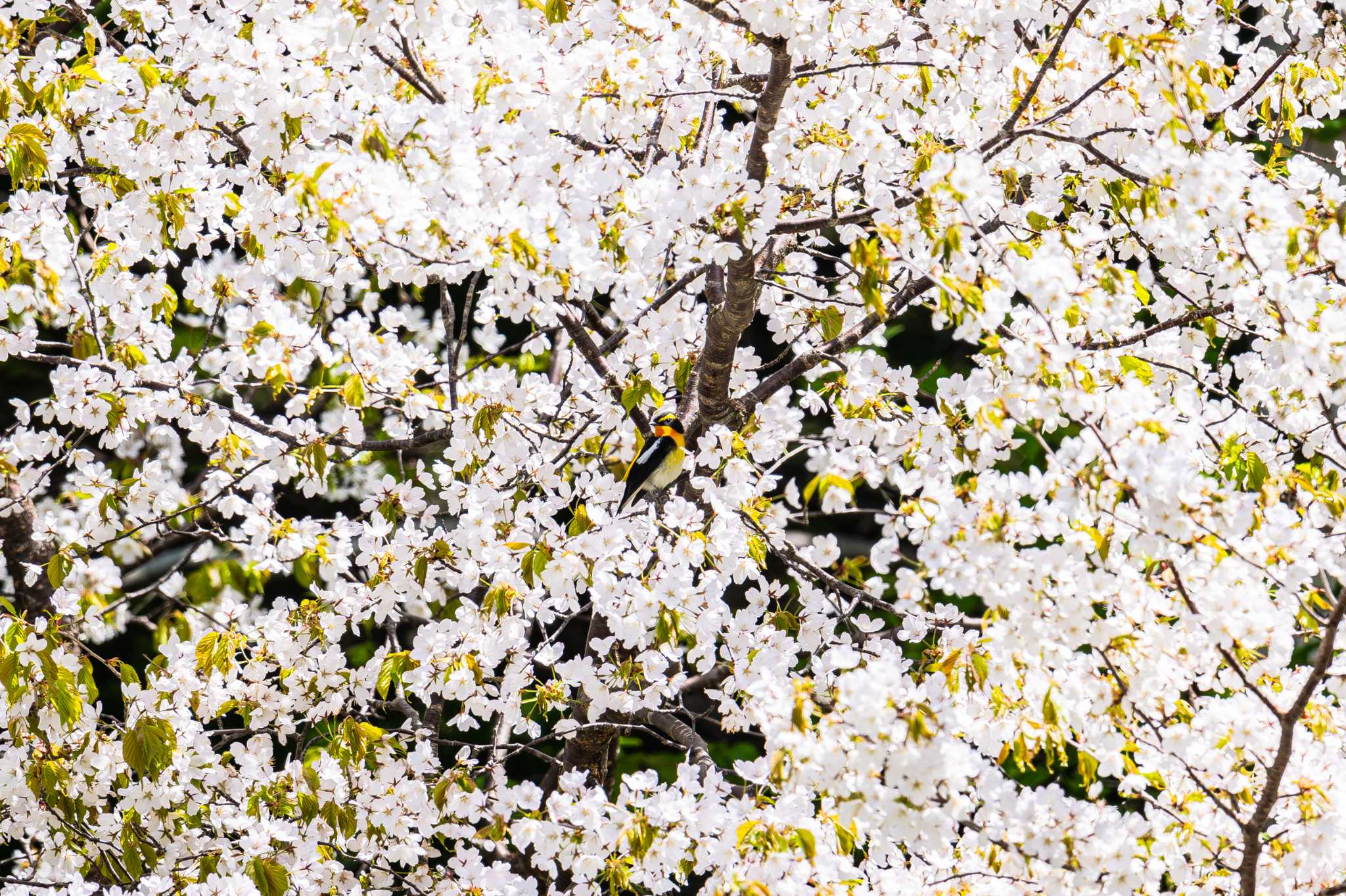 Photo of Narcissus Flycatcher at Nishioka Park by North* Star*