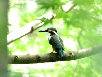 Common Kingfisher ギャザリアビオガーデン　フジクラ木場千年の森 Sat, 5/11/2024