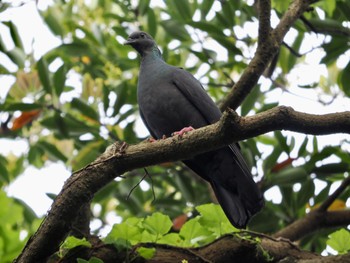 Black Wood Pigeon Miyakejima Island Mon, 4/29/2024